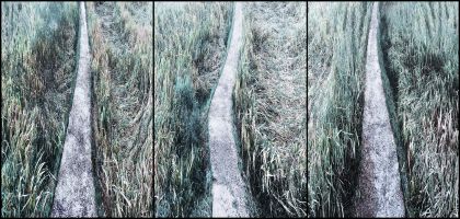 Herbiers, accotements et rizières - photo 14