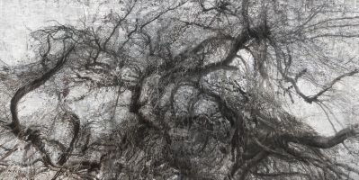 Racines, friches, arbres, forêts - photo 23