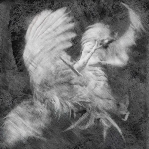 Anthropomorphie animale - photo 12